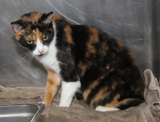 Adopt-a-pet: Little Cat